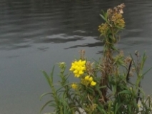 Imagen  Laguna Nariguiña